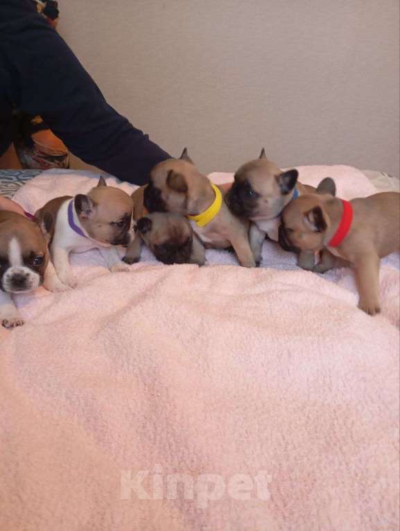 Собаки в Москве: Продаются Щенки Французкого Бульдога Девочка, 50 000 руб. - фото 6