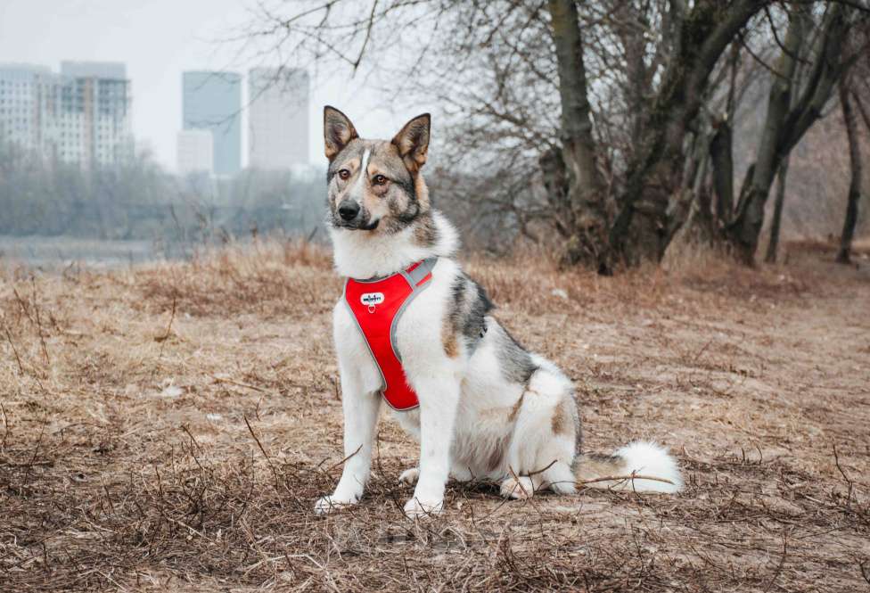 Собаки в Москве: Лайма - бывшедомашняя ласковая красавица из приюта в добрые руки  Девочка, Бесплатно - фото 2