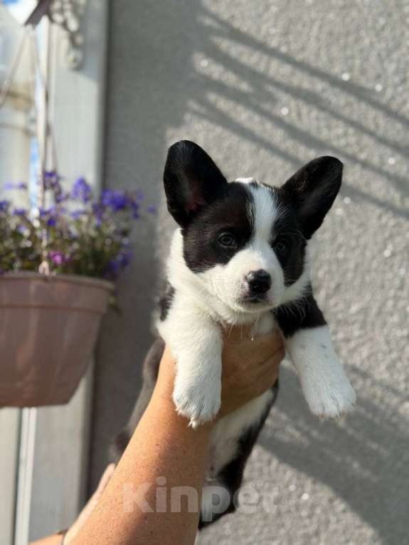 Собаки в Набережных Челнах: Кобель вельш корги кардиган 20.05.2025гр Мальчик, 50 000 руб. - фото 9