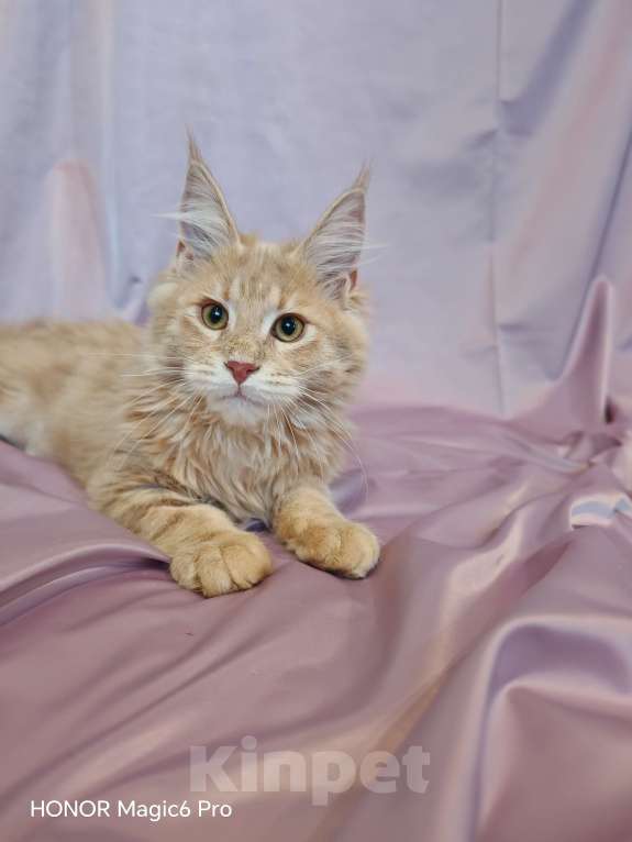 Кошки в Воронеже: Мальчик мейн кун Мальчик, 40 000 руб. - фото 6