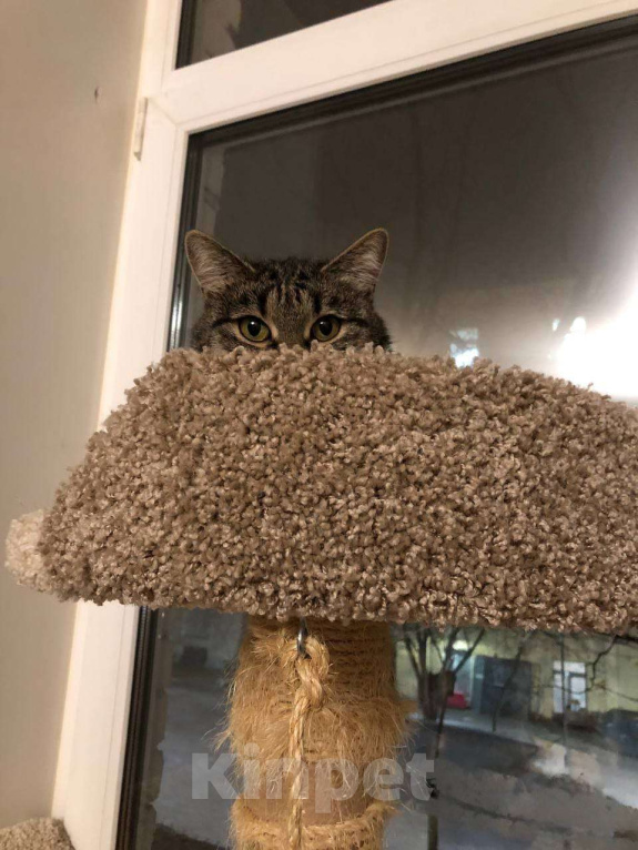 Кошки в Москве: Полосатая красотка Ленди Девочка, Бесплатно - фото 2