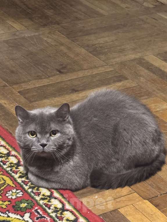 Кошки в Краснодаре: Котик ищет настоящий дом 🐾 Мальчик, Бесплатно - фото 4