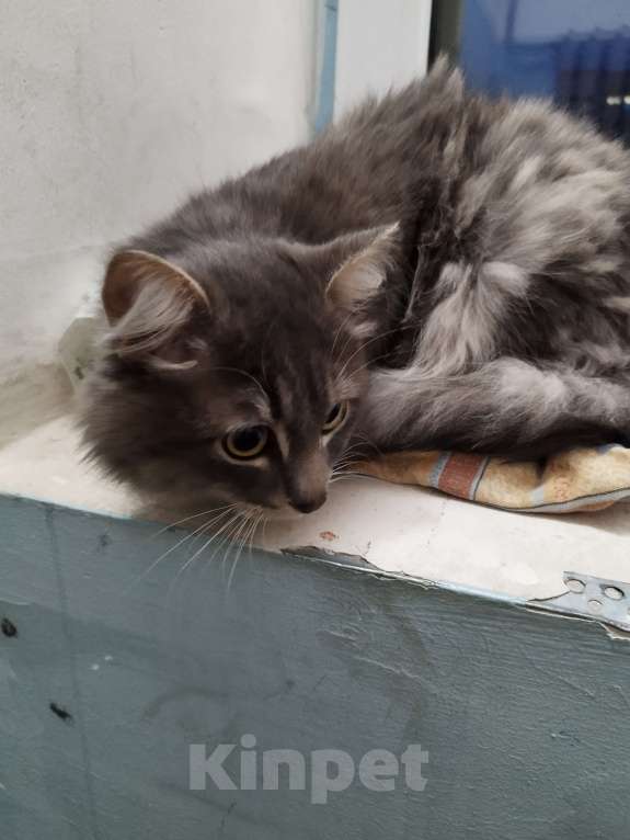 Кошки в Екатеринбурге: Найден красивый молодой котик Мальчик, Бесплатно - фото 2