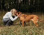 Собаки в Москве: в добрые руки бесплатно Нисса Девочка, Бесплатно - фото 2