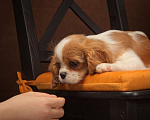 Собаки в Ижевске: Щенки Кавалер Кинг Чарльз спаниеля Мальчик, 90 000 руб. - фото 7
