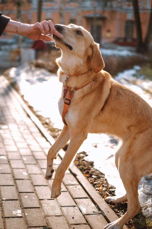 Собаки в Санкт-Петербурге: Красавица Рикки из приюта ищет дом Девочка, Бесплатно - фото 7