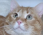 Кошки в Москве: Солнечный Рыжик ищет родителей Мальчик, Бесплатно - фото 1