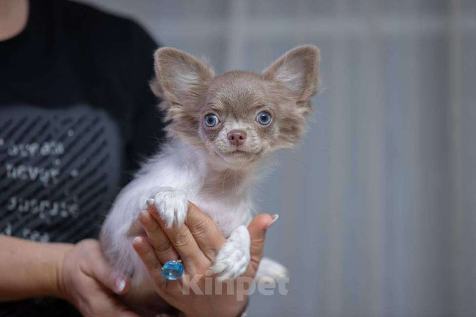 Собаки в Санкт-Петербурге: Красивые мальчики Чихуахуа Мальчик, 60 000 руб. - фото 1