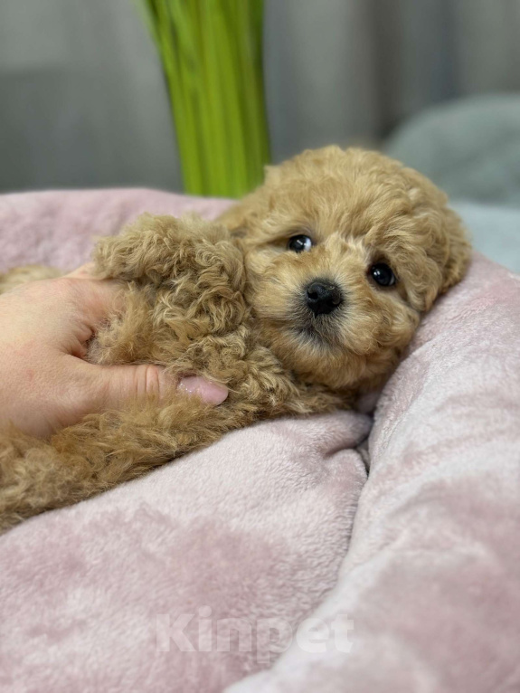 Собаки в Москве: Teddy Мальчик, Бесплатно - фото 6