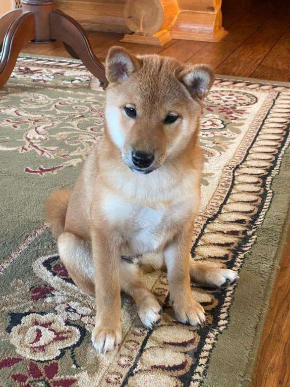 Собаки в Москве: Сиба ину девочка с документами РКФ Девочка, 70 000 руб. - фото 5