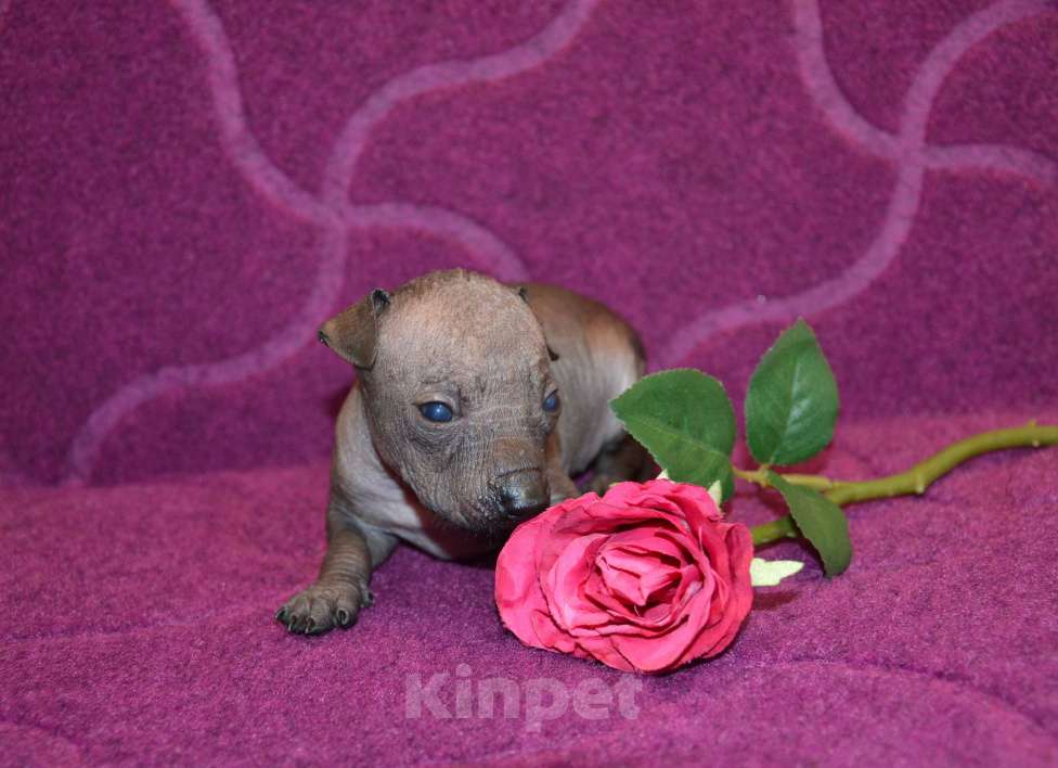 Собаки в Москве: Щенки ксолоитцкуинтли миниатюра Девочка, Бесплатно - фото 3