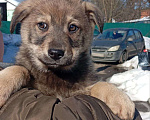 Собаки в других городах Владимирской области: Шаловливый щенок хорошему хозяину Девочка, Бесплатно - фото 5