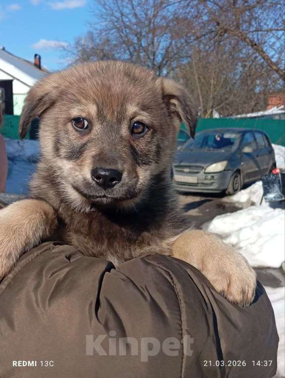 Собаки в других городах Владимирской области: Шаловливый щенок хорошему хозяину Девочка, Бесплатно - фото 5