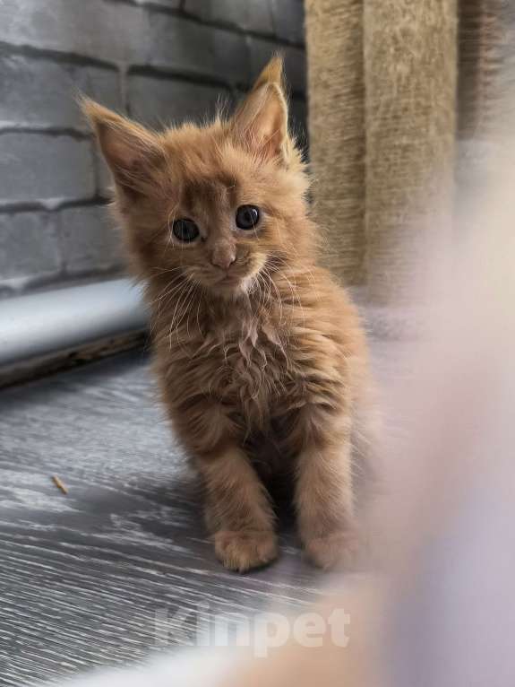 Кошки в Москве: Кот мейн-кун , красный  Мальчик, 75 000 руб. - фото 6