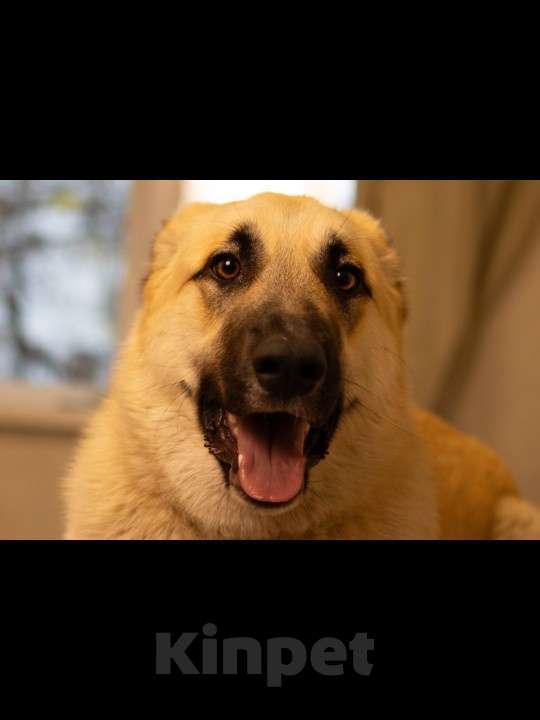 Собаки в Москве: Щенок в добрые руки Мальчик, Бесплатно - фото 2