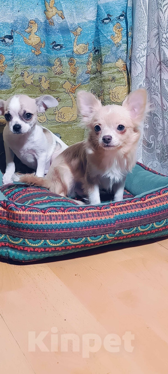 Собаки в Москве: Золотой парнишка Мальчик, 35 000 руб. - фото 2