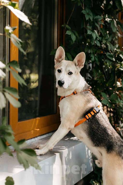 Собаки в Москве: Марко - мальчик, который смог 🧙 Мальчик, Бесплатно - фото 2