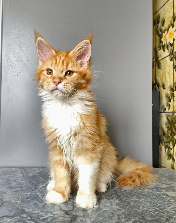 Кошки в Москве: Котёнок Мейн-кун Девочка Девочка, 55 000 руб. - фото 7