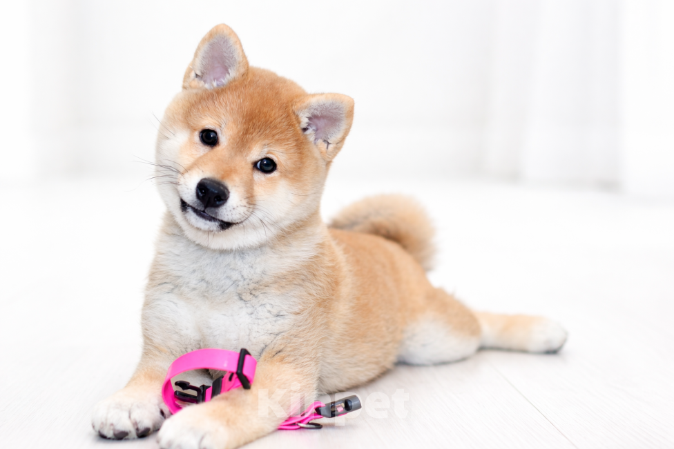 Собаки в Москве: Щенок сиба-ину-девочка, 3 месяца, готова к переезду. Девочка, 90 000 руб. - фото 3