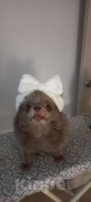 Собаки в Москве: Продажа Девочка, 5 000 руб. - фото 1