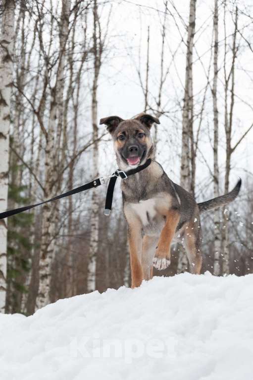 Собаки в Ногинске: Щенок ищет дом Девочка, Бесплатно - фото 2