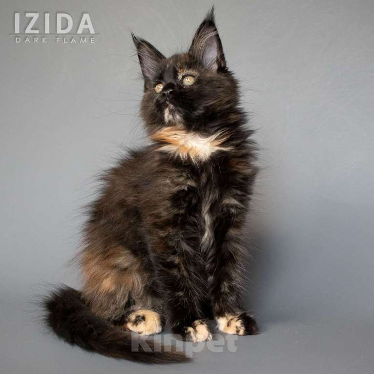 Кошки в других городах Воронежской области: Izida Dark Flame Девочка, 50 000 руб. - фото 4