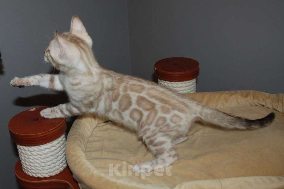 Кошки в Москве: Бенгальский котик. Мальчик, 65 000 руб. - фото 5