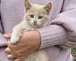 Кошки в Большой Камне: Кошечка  Девочка, Бесплатно - фото 1