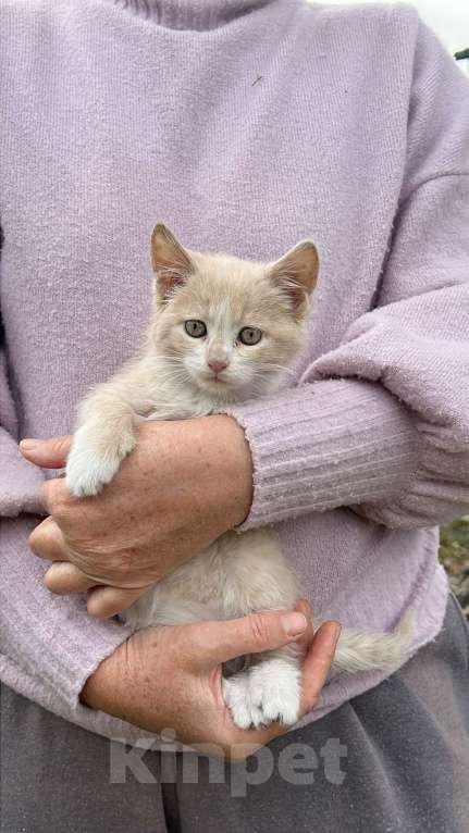 Кошки в Большой Камне: Кошечка  Девочка, Бесплатно - фото 1