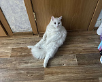 Кошки в Тюмени: Белый кот (глухой) Мальчик, Бесплатно - фото 3