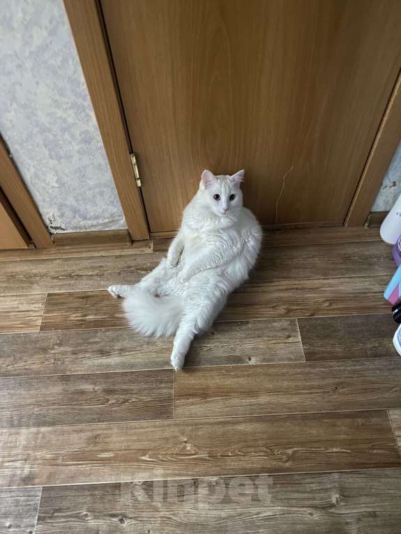 Кошки в Тюмени: Белый кот (глухой) Мальчик, Бесплатно - фото 3