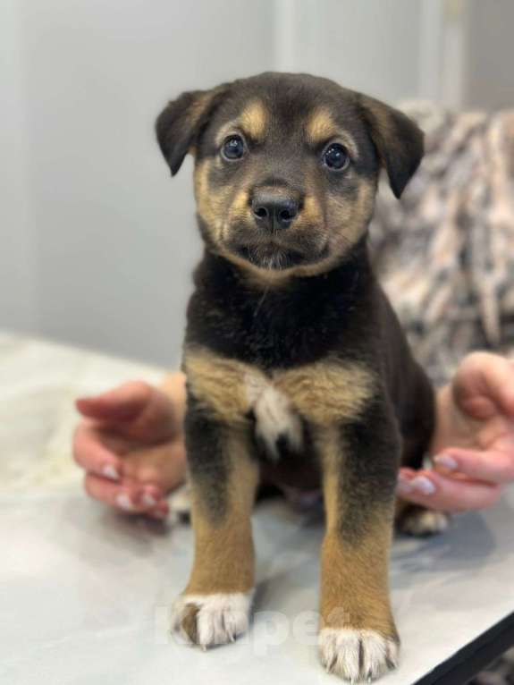 Собаки в Москве: Милая щенок-девочка Тея в добрые руки Девочка, Бесплатно - фото 2