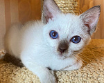 Кошки в Санкт-Петербурге: Тайский котёнок Девочка, 35 000 руб. - фото 2