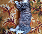 Кошки в Самаре: котята Мальчик, 500 руб. - фото 7