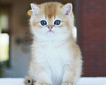 Кошки в Мытищах: Британские золотые шиншиллы Мальчик, 40 000 руб. - фото 2