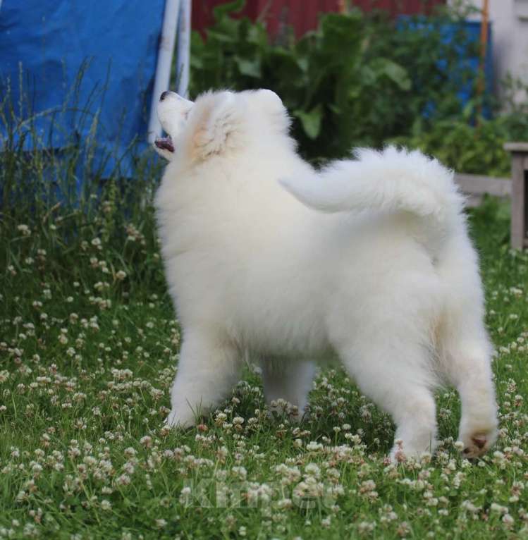 Собаки в Москве: Самоед девочка.  Медвежий тип Девочка, 50 000 руб. - фото 4