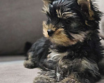 Собаки в Санкт-Петербурге: Щенок цветного йорка девочка  Девочка, 60 000 руб. - фото 1