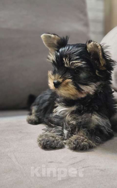 Собаки в Санкт-Петербурге: Щенок цветного йорка девочка  Девочка, 60 000 руб. - фото 1