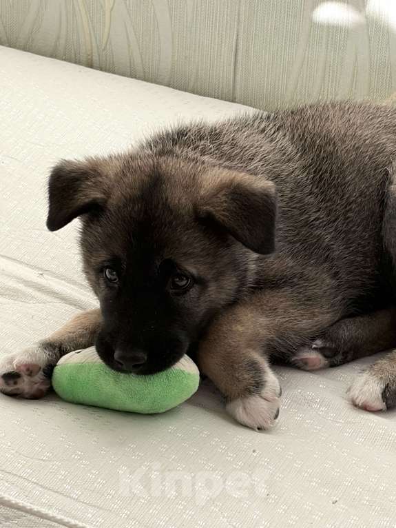 Собаки в Перми: американская акита, щенок Девочка, 5 000 руб. - фото 1