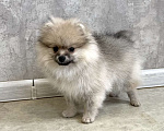 Собаки в Туле: Девочка помераночка Девочка, 25 000 руб. - фото 4
