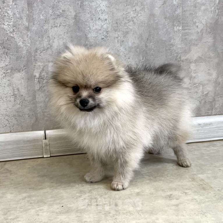 Собаки в Туле: Девочка помераночка Девочка, 25 000 руб. - фото 4