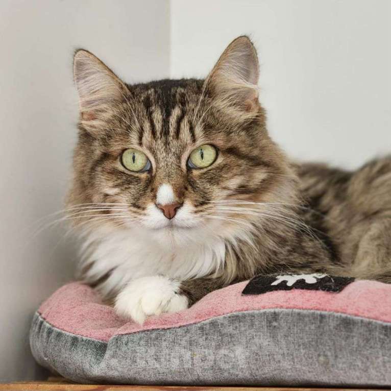 Кошки в Москве: Рыська два года живет в приюте  За это время к ней приезжал всего один человек.. Девочка, Бесплатно - фото 2