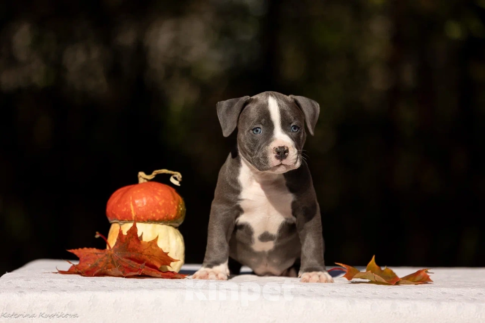 Собаки в Москве: Американские Булли  Мальчик, 165 000 руб. - фото 1