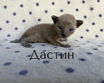 Кошки в Балашихе: Котик Дастин Мальчик, 70 000 руб. - фото 1