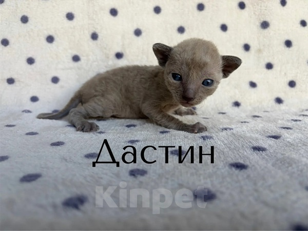 Кошки в Балашихе: Котик Дастин Мальчик, 70 000 руб. - фото 1