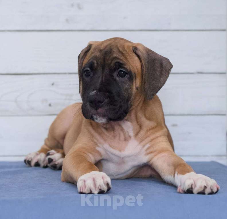 Собаки в Санкт-Петербурге: Ярко рыжая девочка амстаффа Девочка, 1 руб. - фото 10