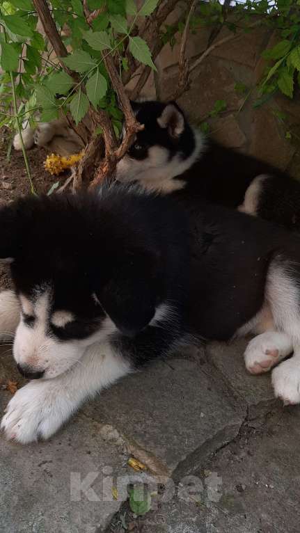 Собаки в Анапе: Щенки Хаски, 10 000 руб. - фото 1