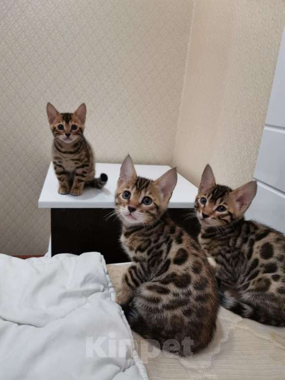 Кошки в Москве: Бенгальские котята, 21 000 руб. - фото 1