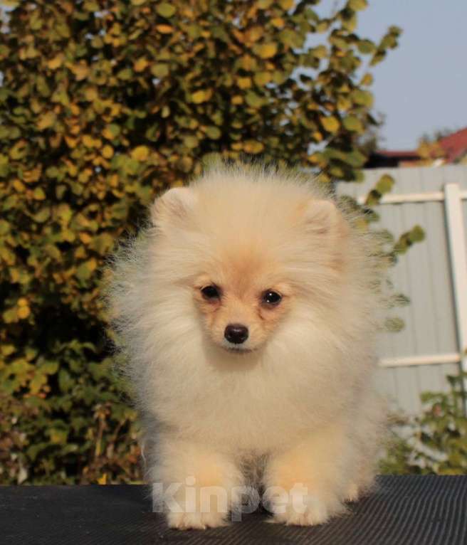 Собаки в Москве: померанский шпиц девочка мини Девочка, 50 000 руб. - фото 2