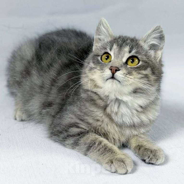 Кошки в Москве: Котенок Лея ищет дом Девочка, Бесплатно - фото 3